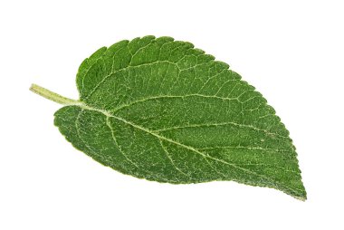 elma yaprak beyaz zemin üzerine izole