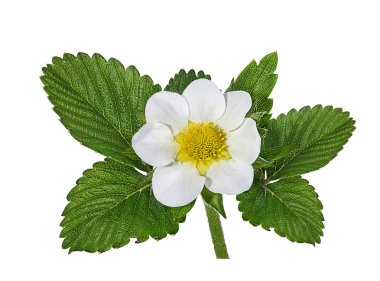 Beyaz arkaplanda yalıtılmış çilek çiçeği