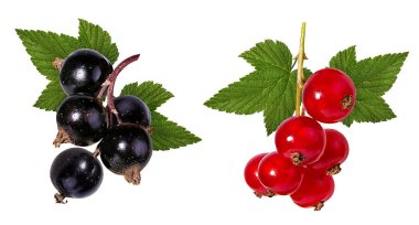 beyaz izole kırmızı ve Siyah frenk üzümü