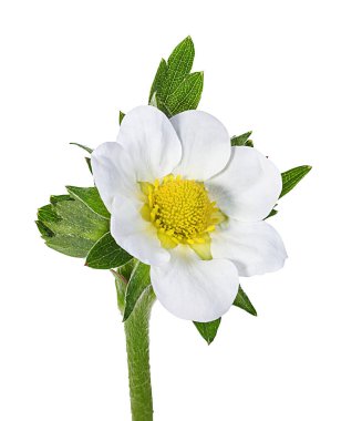 Beyaz arkaplanda yalıtılmış çilek çiçeği