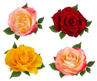 beyaz arkaplanda izole gül