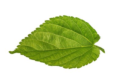 elma yaprak Isolated beyaz arka planda kırpma yolu