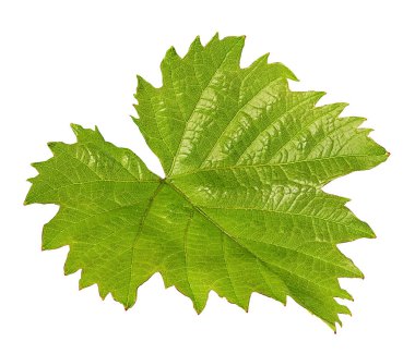 Beyaz arkaplanda üzüm yaprağı izole edildi