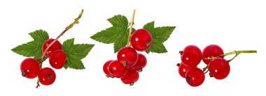 Frenk üzümü beyaz üzerine izole