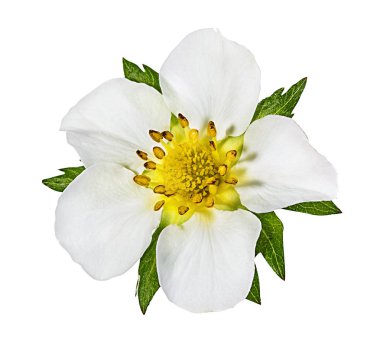 Beyaz arkaplanda yalıtılmış çilek çiçeği