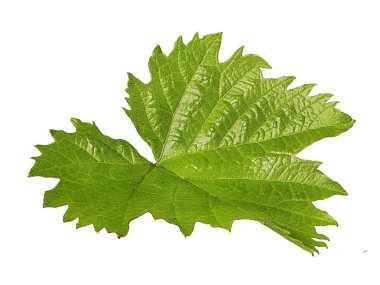 Beyaz arkaplanda üzüm yaprağı izole edildi