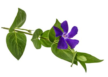 menekşe çiçeği beyaz arkaplanda izole