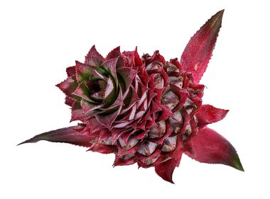 Beyaz arkaplanda izole edilmiş ananas çiçeği
