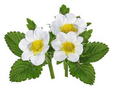 Beyaz arkaplanda yalıtılmış çilek çiçeği