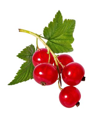 Beyaz arkaplanda kırmızı frenk üzümü izole edildi