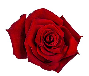 beyaz arkaplanda izole gül