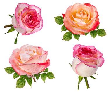 beyaz arkaplanda izole gül