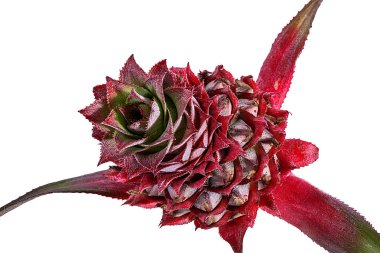 Beyaz arka plan üzerinde izole taze ananas çiçek