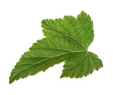 Beyaz arka plan üzerinde izole üzümü yaprağı