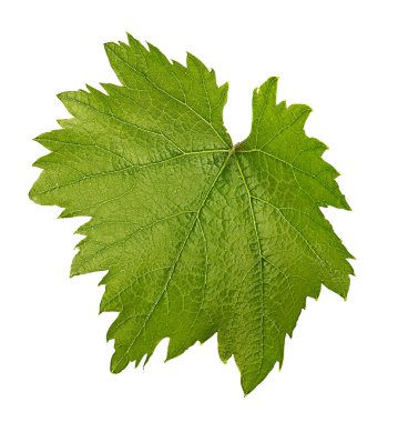 Beyaz arkaplanda üzüm yaprağı izole edildi