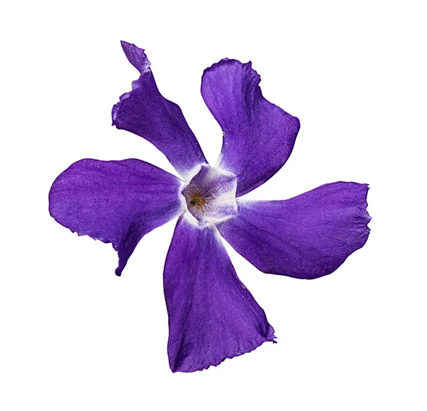 Flor Periwinkle Aislado Sobre Fondo Blanco — Foto de Stock