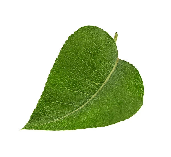 Apple Leaf Isolado Fundo Branco Clipping Path — Fotografia de Stock