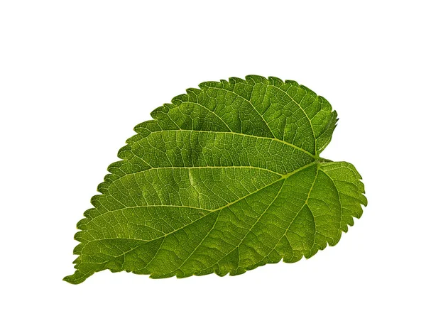 Apple Leaf Isolerade Vit Bakgrund Urklippsbana — Stockfoto