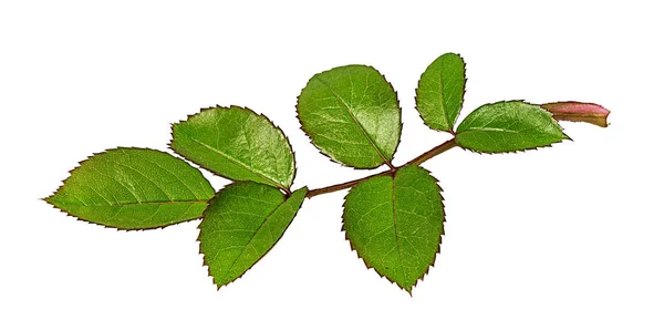 Folha Rosa Isolada Sobre Fundo Branco — Fotografia de Stock