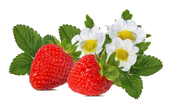 Fraise Avec Fleur Isolée Sur Fond Blanc — Photo