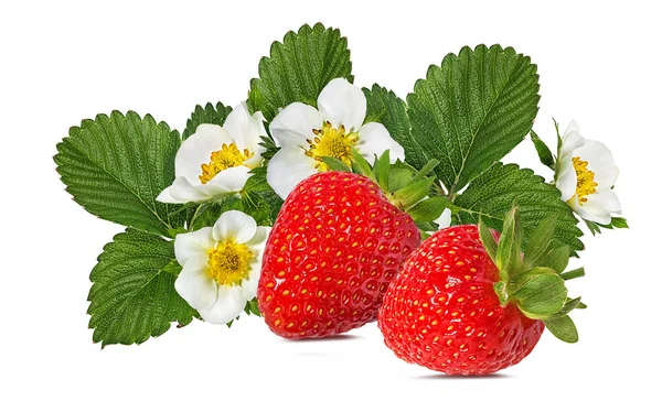 Aardbei Met Bloem Geïsoleerd Witte Achtergrond — Stockfoto