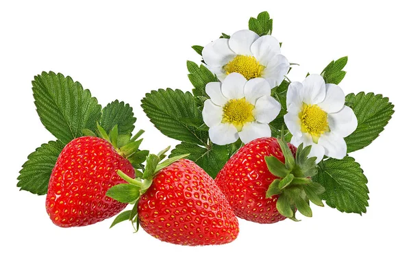 Fraise Avec Fleur Isolée Sur Fond Blanc — Photo