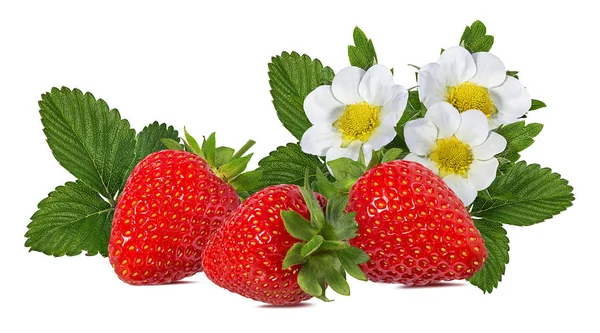 Erdbeere Mit Blume Isoliert Auf Weißem Hintergrund — Stockfoto