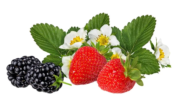 Strawberry Blackberries Isolated White Background — Stock Photo, Image