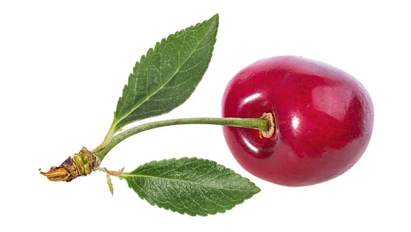 Cherry Bij Bladeren Geïsoleerd Witte Achtergrond — Stockfoto