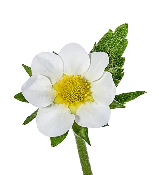 白い背景に孤立したイチゴの花 — ストック写真