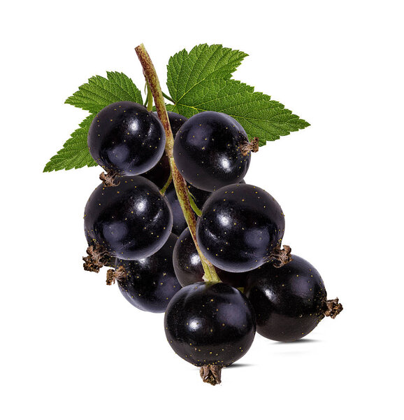 black currant isolated on white