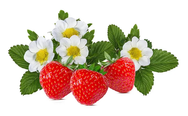 Fragola Con Fiore Isolato Sfondo Bianco — Foto Stock