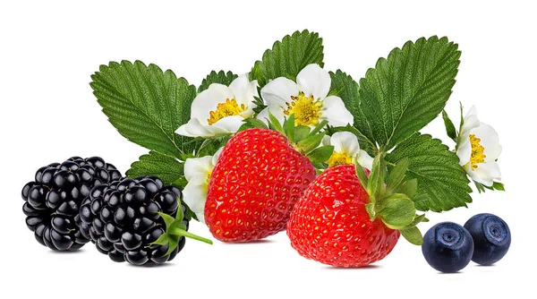 Fraises Bleuets Mûres Isolés Sur Fond Blanc — Photo