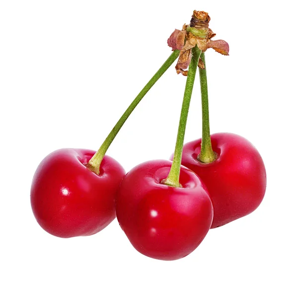 Cherry Elszigetelt Fehér Alapon — Stock Fotó
