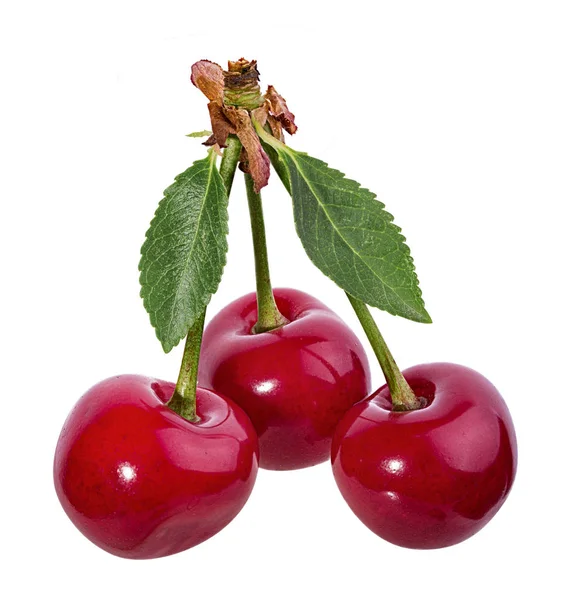 Cherry Med Leafs Isolerade Vit Bakgrund — Stockfoto