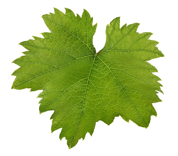 Grape Leaf Isolated White Background — Stock Photo, Image