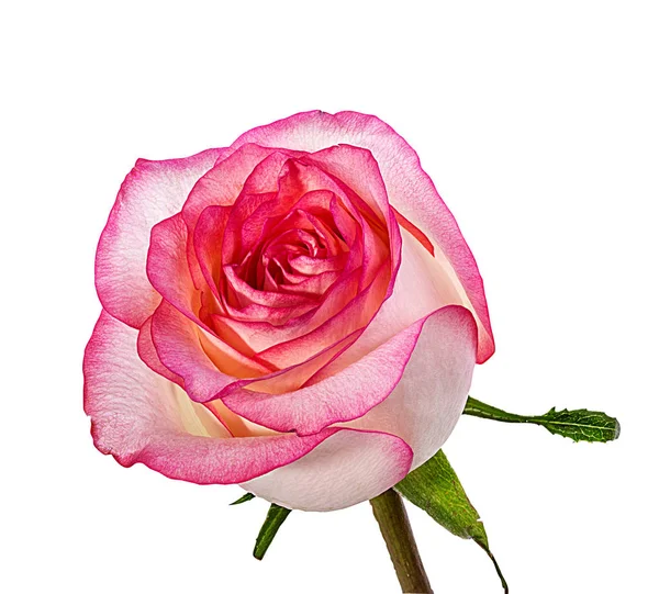 被白色背景隔离的玫瑰 — 图库照片