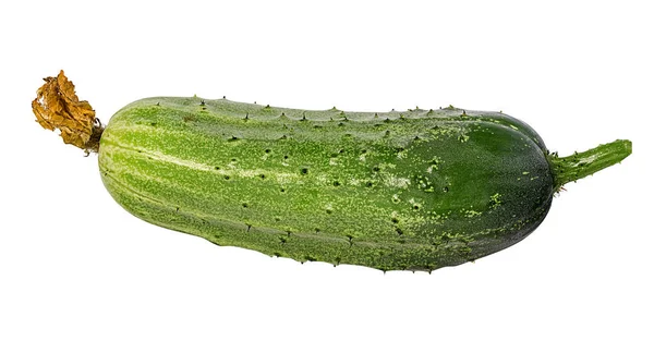 Cucumber Isolated White Background — Stock Photo, Image