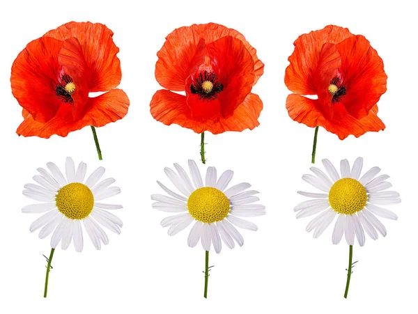 Chamomile Flower Poppy Isolated Clipping Path — Stock Photo, Image