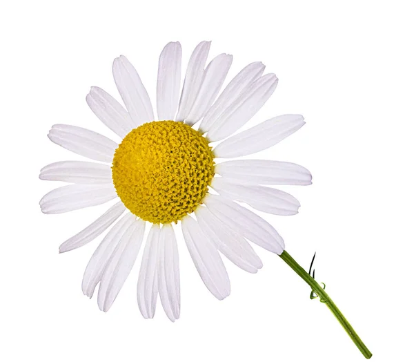 Квітка Ромашки Ізольована Відсічним Контуром — стокове фото