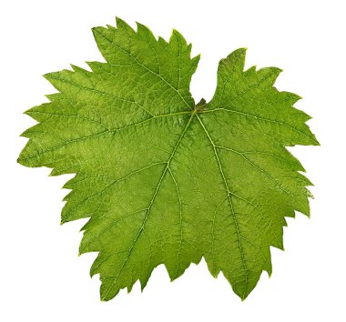 Beyaz arkaplanda üzüm yaprağı izole edildi