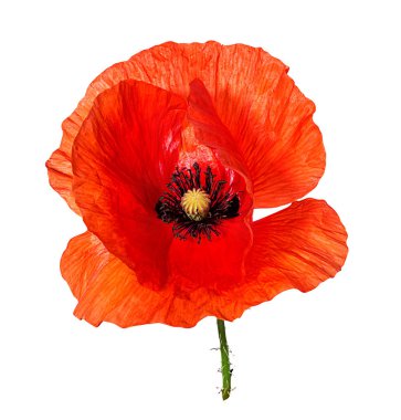 gelincik beyaz arkaplanda izole edildi 