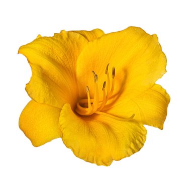 Lilly çiçek beyaz arka plan üzerinde