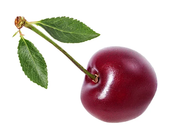 Cherry Dengan Daun Diisolasi Pada Latar Belakang Putih — Stok Foto