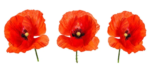 Poppy Isolated White Background — Stock Photo, Image