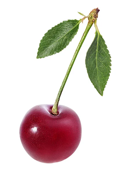 Cereza Con Hojas Aisladas Sobre Fondo Blanco — Foto de Stock