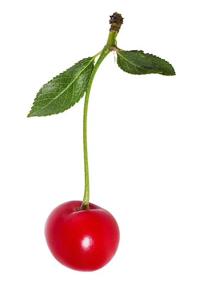 Cherry Bij Bladeren Geïsoleerd Witte Achtergrond — Stockfoto