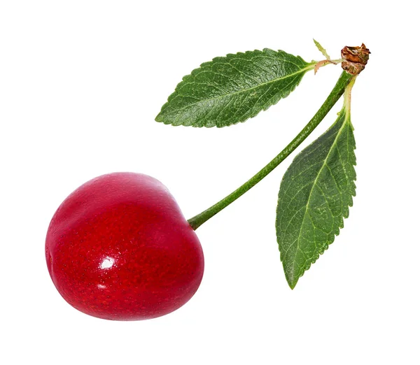 Cherry Levelek Elszigetelt Fehér Háttér — Stock Fotó