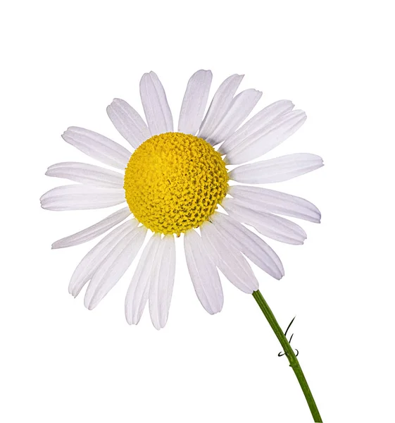 Chamomile Flower Isolated Clipping Path — Stock Photo, Image