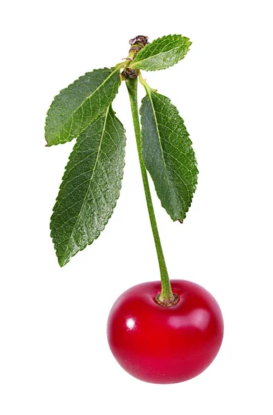 Cherry Med Leafs Isolerade Vit Bakgrund — Stockfoto